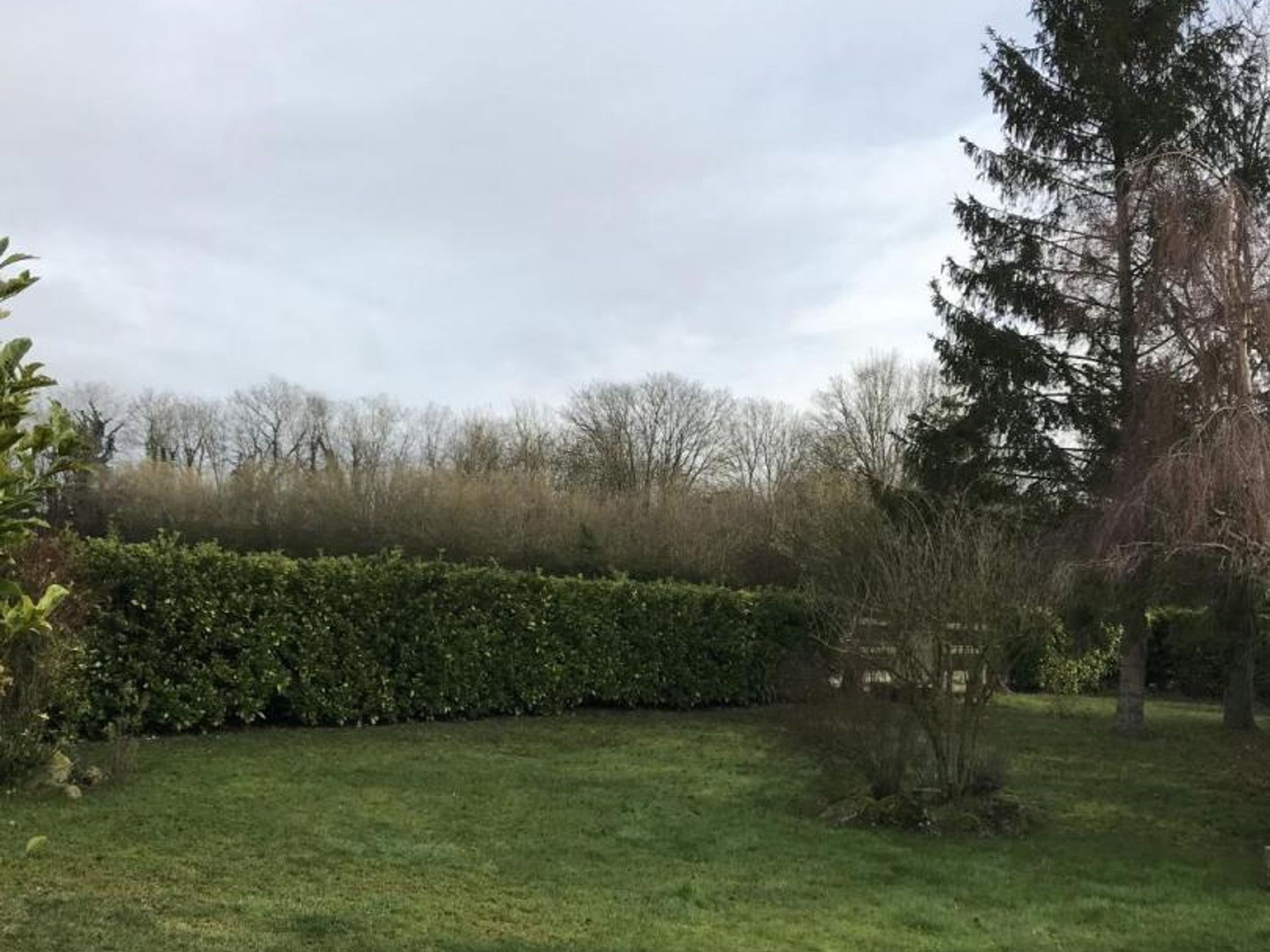 A grassy outdoor area with a hedge, trees, and a wooden fence.