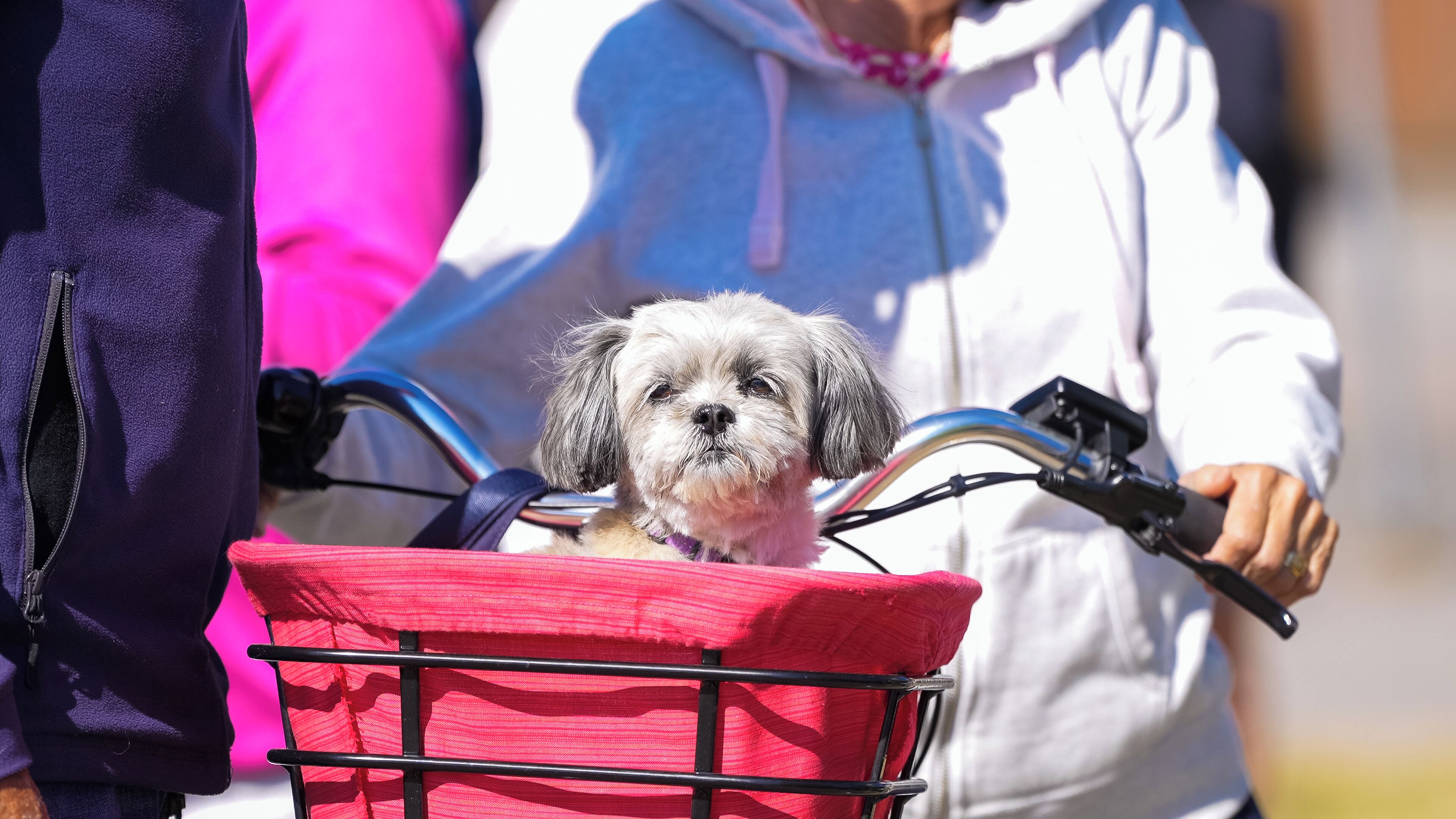 A small dog in a red basket on a bicycle.