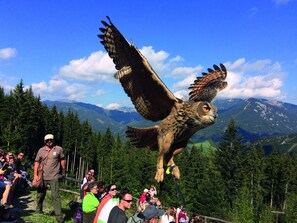 Miscellaneous - Comfort plus Apartment I (Eisenerz)