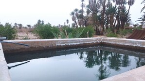 Una piscina con borde de hormigón, rodeada de vegetación y palmeras.