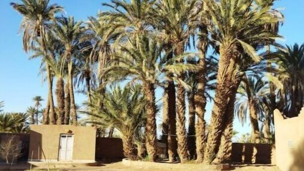 Paisaje desértico con palmeras, mesas al aire libre y un pequeño edificio.