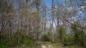 A dirt path through a forest with trees and shrubs. - Dogwood Cabin - Off Grid (Chesterhill)