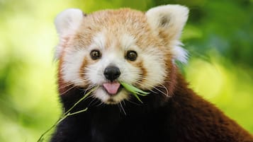 A red panda with a green leafy snack in its mouth.