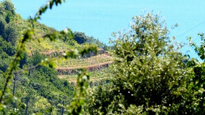 Un vignoble avec des rangées de vignes et un ciel bleu azur.