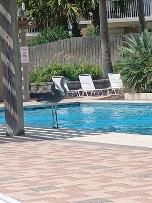 Alberca techada y alberca al aire libre