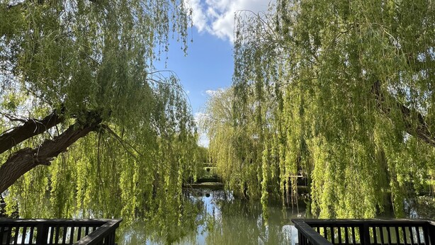 Un pontile di legno con ringhiera affacciato su un'acqua calma, circondato da alberi verdi e rigogliosi.