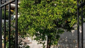 A tree in a courtyard with a metal gate and a building in the background.