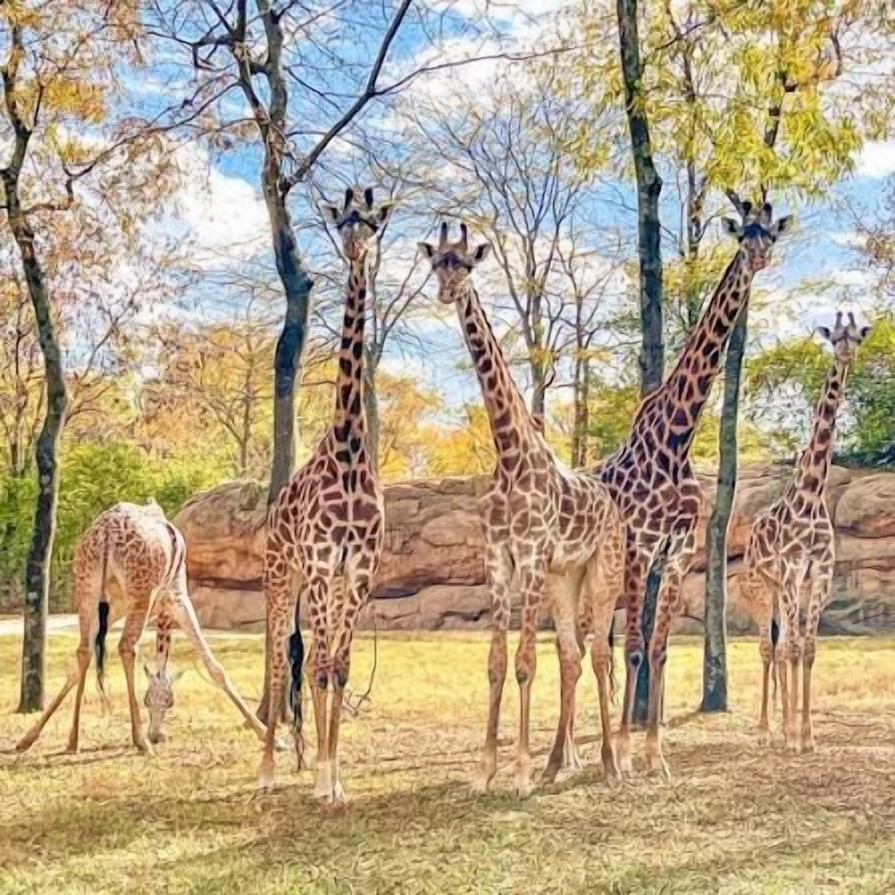 Un grupo de jirafas en un entorno natural con árboles y una formación rocosa al fondo.