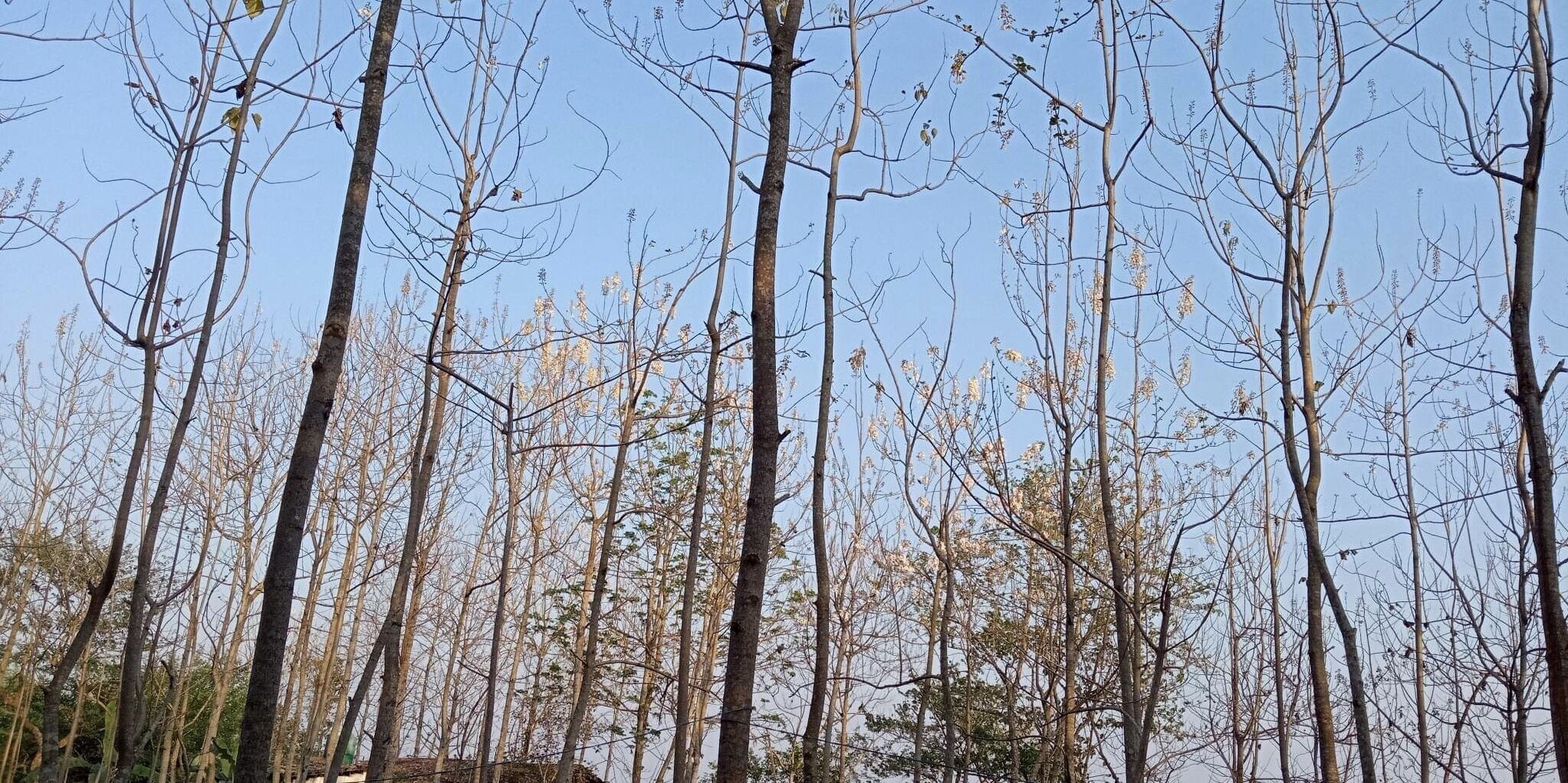 A forest of tall, leafless trees with a clear sky.