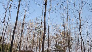 A forest of tall, leafless trees with a clear sky.