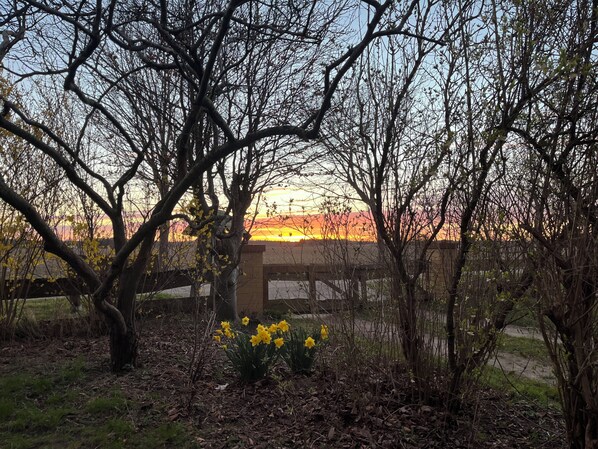 A garden with trees and yellow flowers, a brick wall, and a sunset in the background.