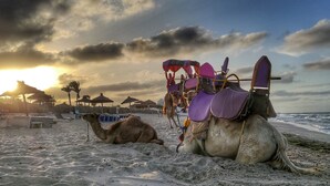 Ein Strand mit Kamelen und einer Kamelreitstation.