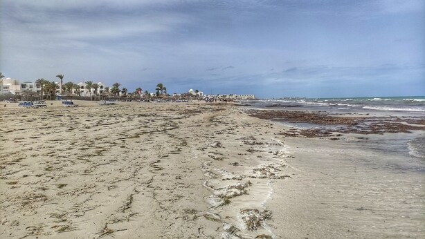 Ein Strand mit sandigem Ufer, Algen und Gebäuden im Hintergrund.