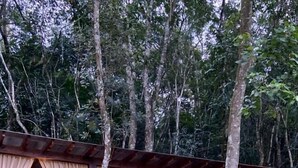 Una estructura de madera con ventanas grandes y cortinas, rodeada de plantas tropicales.