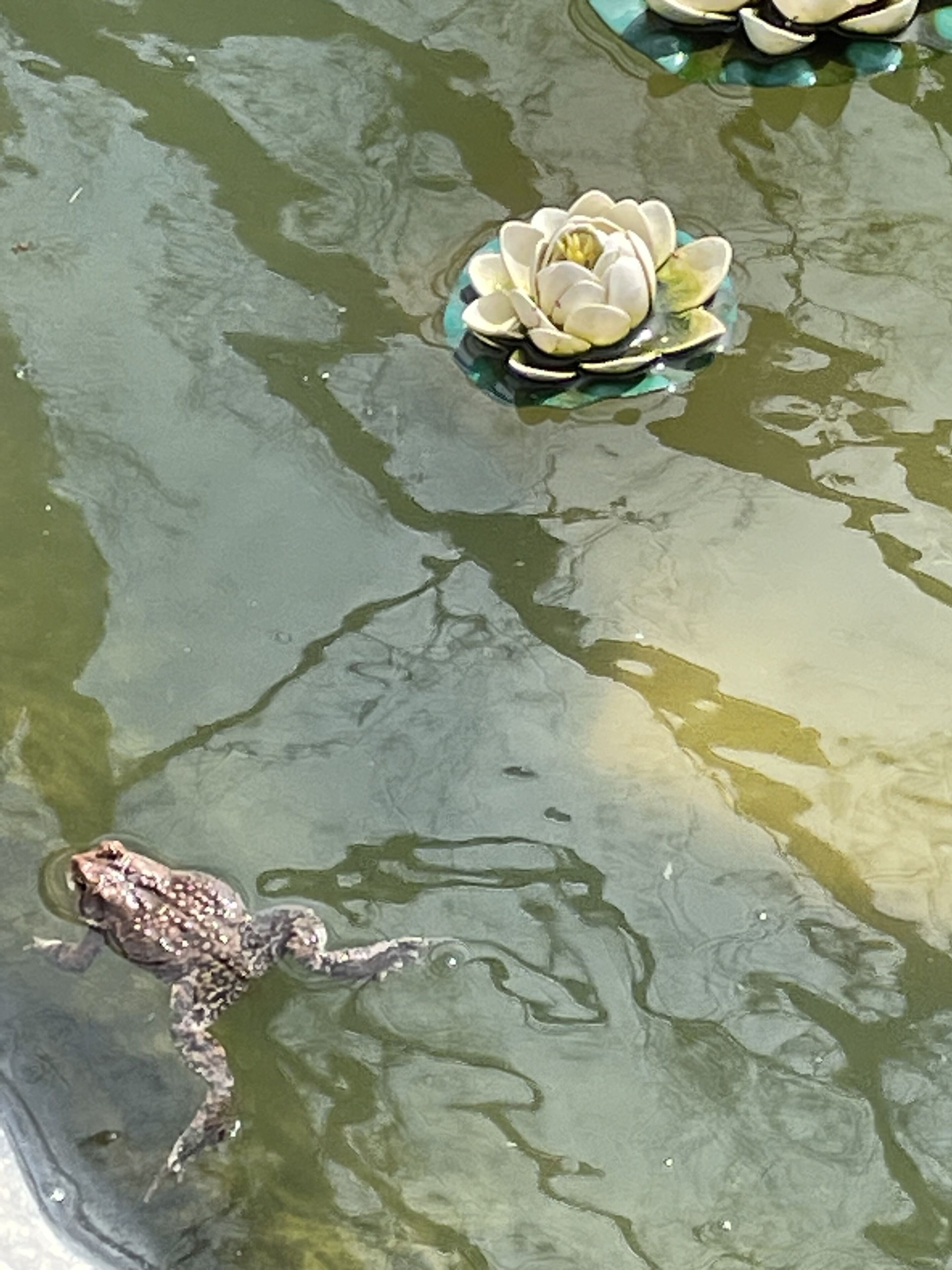 A frog on a lily pad in a pond.