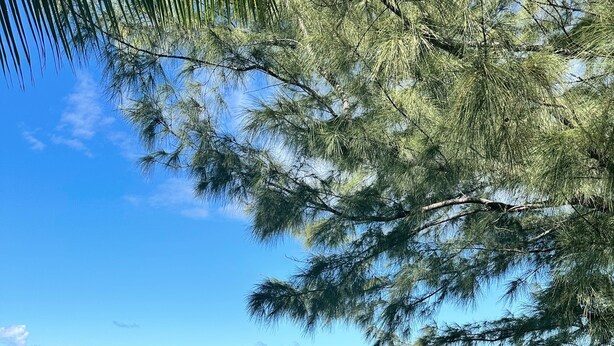 A wooden deck leading to a beach with turquoise water and clear skies. - Your favorite getaway place (Bimini)
