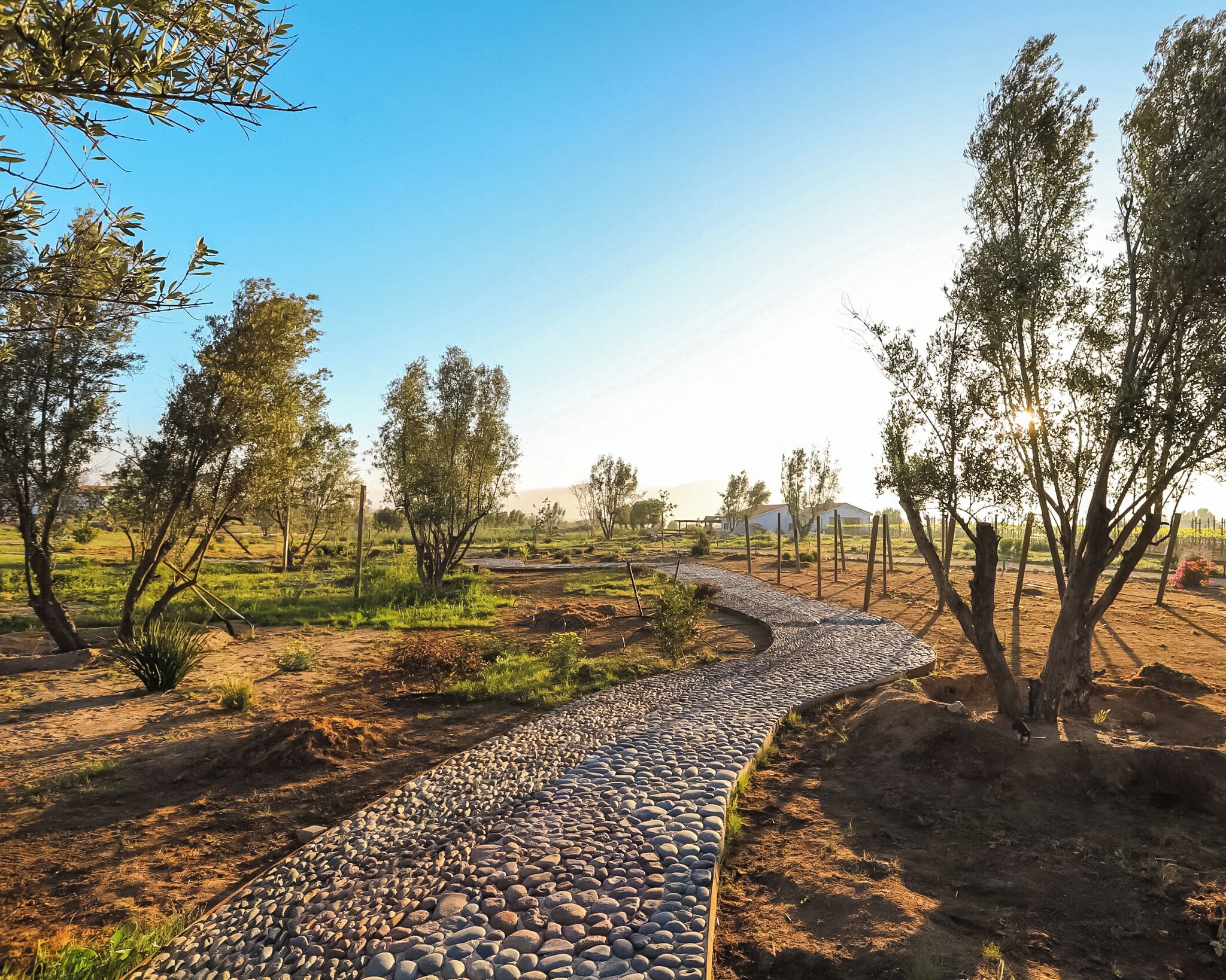 A gravel path winding through a rural landscape with sparse trees and a clear sky.