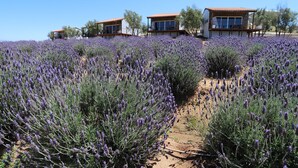 Uma fileira de casas modernas com janelas amplas e varandas, cercada por um campo de lavanda.