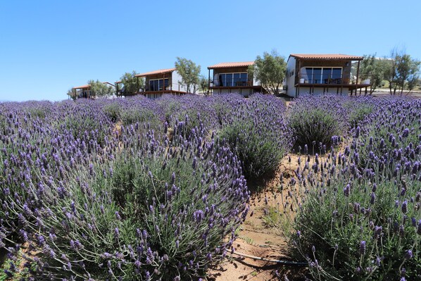 A row of modern houses with large windows and balconies, surrounded by a field of lavender. - Montevalle Resort and Spa (Valle de Guadalupe)