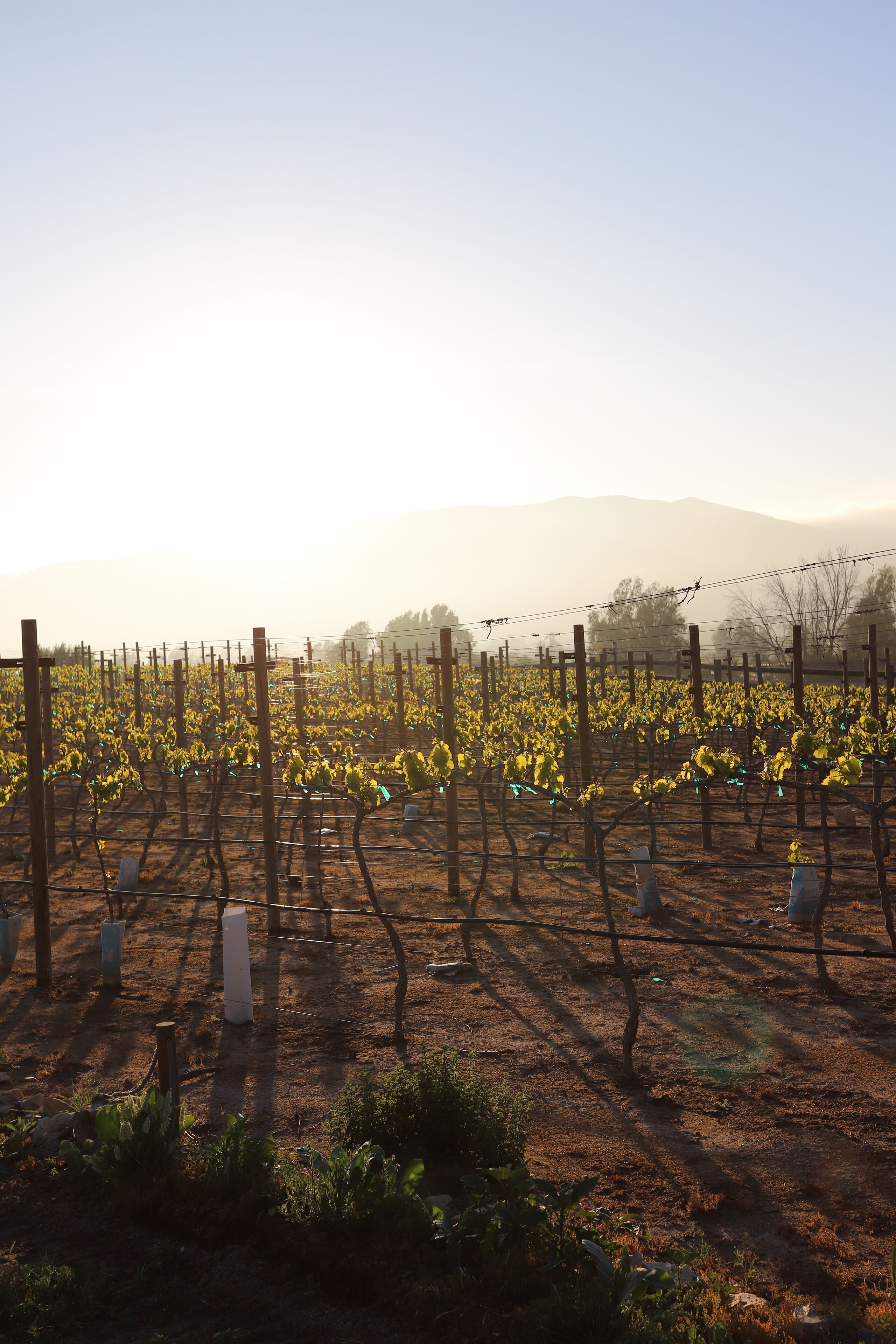 A vineyard with rows of grapevines and a clear sky.
