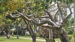 A park with a large tree, a bench, and a pathway. - NEW LISTING - 3 Min Walk-Beach, Hot Tub, Tennis, Wi-Fi (Riviera Beach)