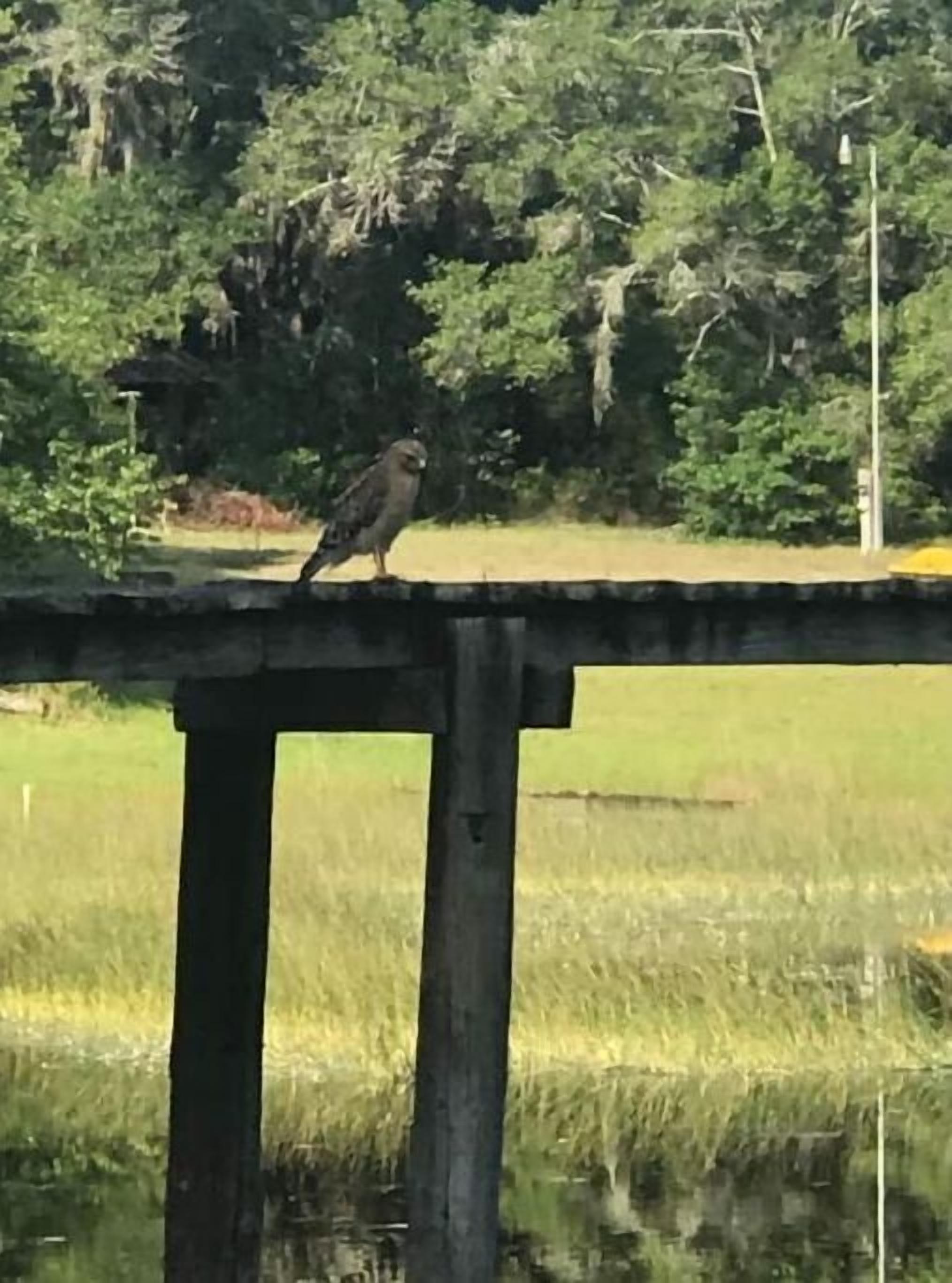 Ein Vogel sitzt auf einer Betonkonstruktion über dem Wasser.