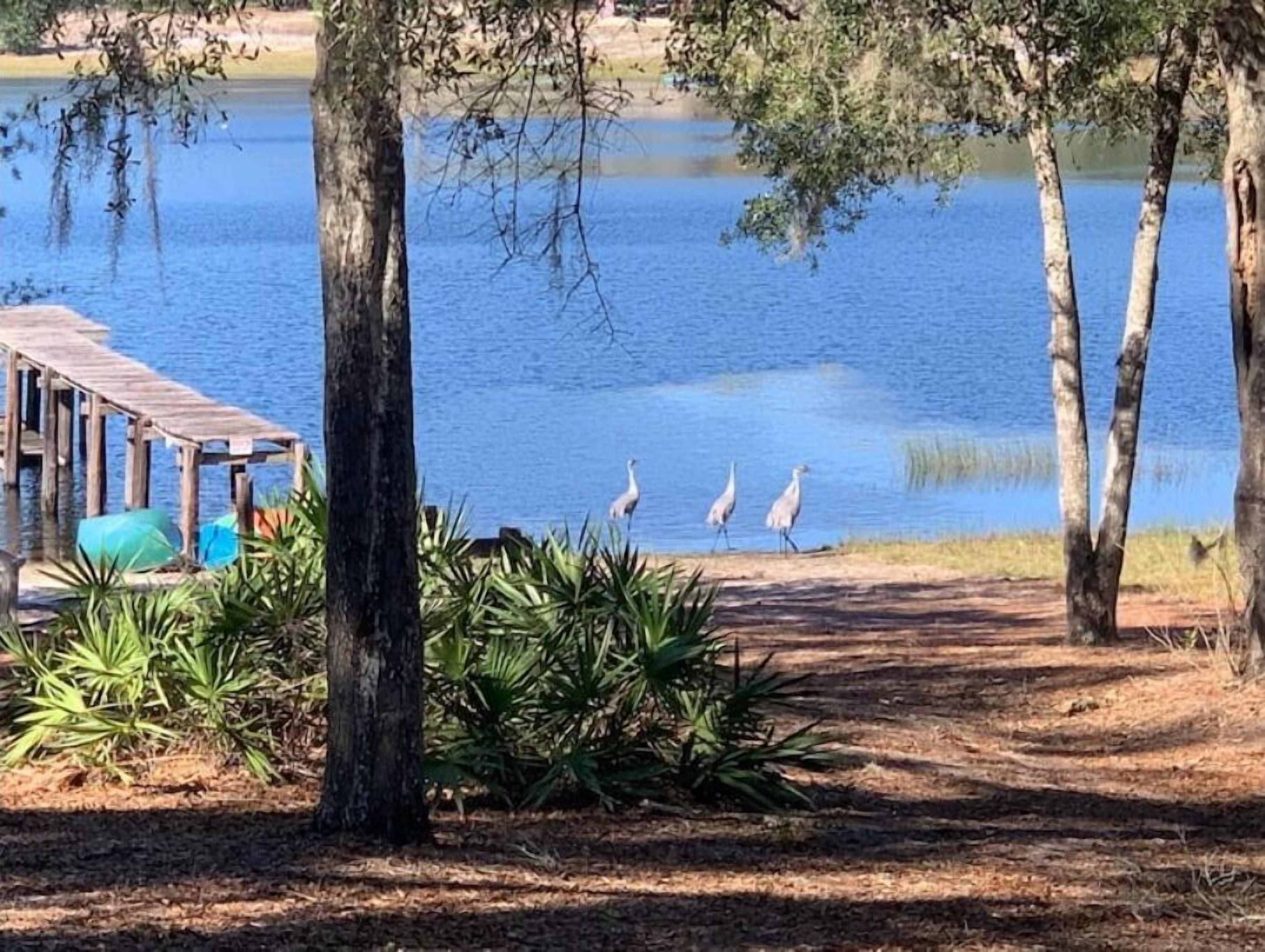 Um cais de madeira se estende por um lago calmo, cercado por árvores e vegetação.