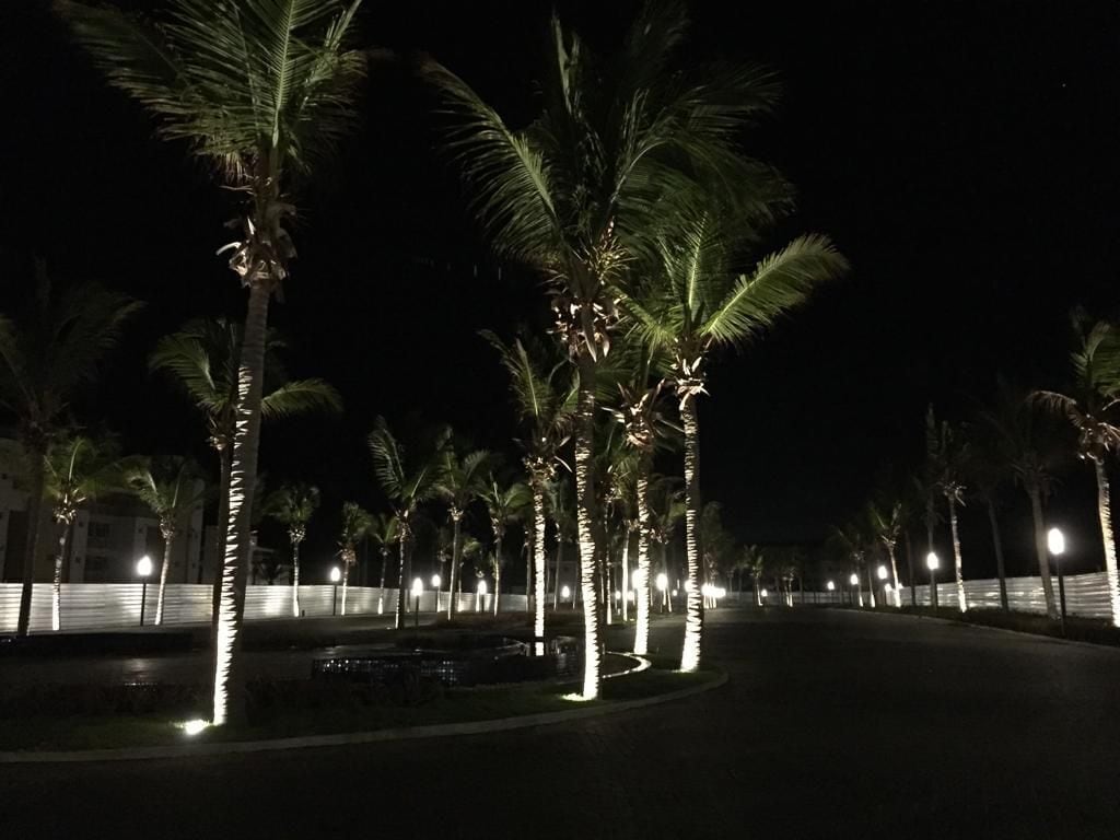 A nighttime view of a palm tree-lined pathway with illuminated trees and a body of water in the background.