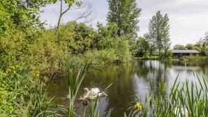 A serene pond with swans, surrounded by lush greenery and a building in the background. - Dragonfly (Rugby)