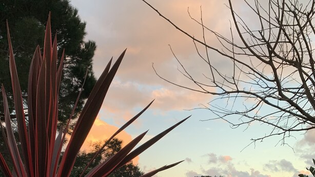 Et poolområde med træterrasse, græsplæne og en stor plante med røde blade.