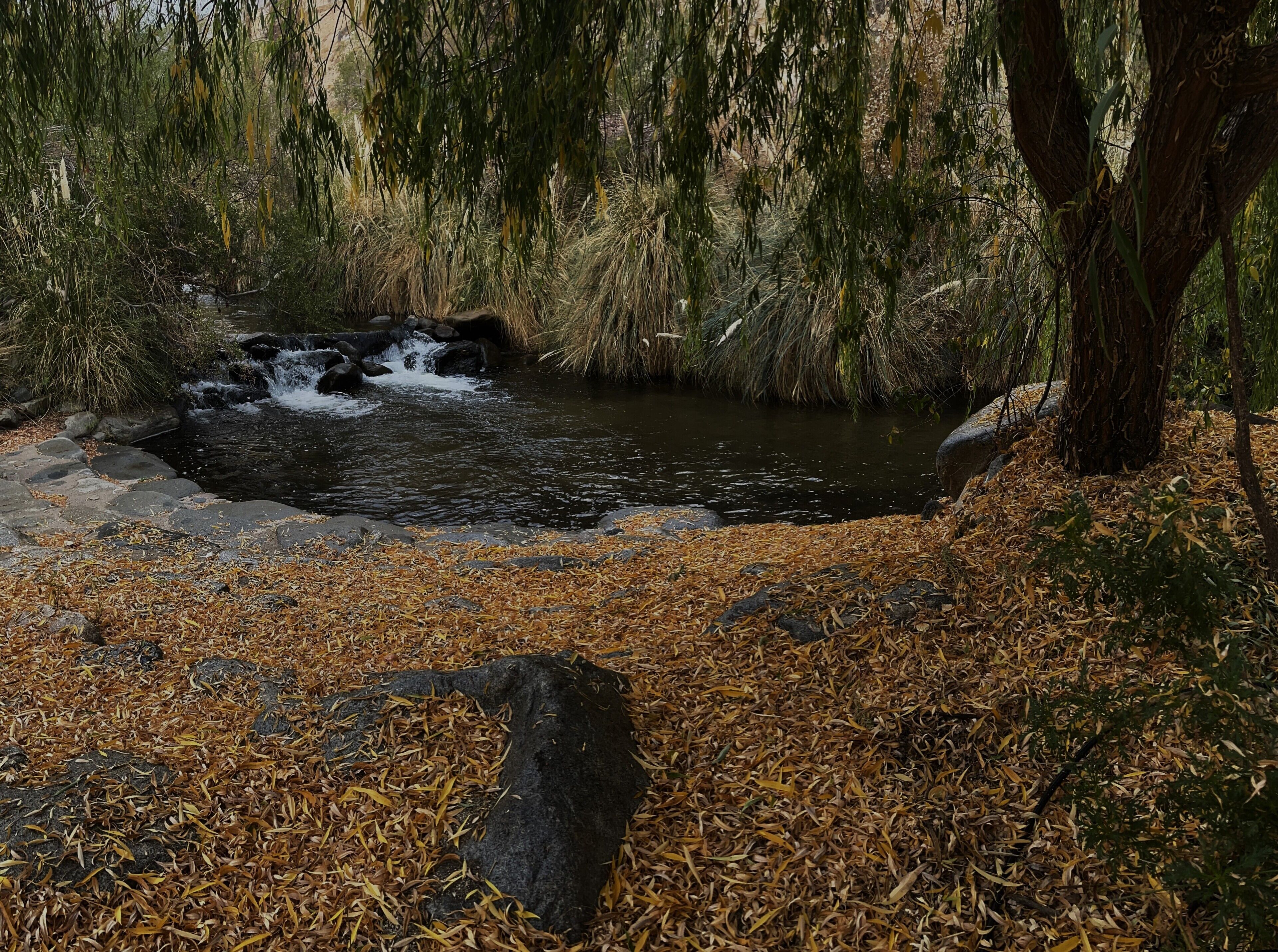 A natural landscape with a small waterfall, surrounded by trees and dry leaves.