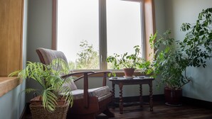 A cozy room with a wooden chair, a small table, and potted plants near a large window. - Country Cottage on 80 acres (Burk's Falls)