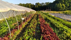 A greenhouse with rows of leafy greens and red lettuce. - Country Cottage on 80 acres (Burk's Falls)