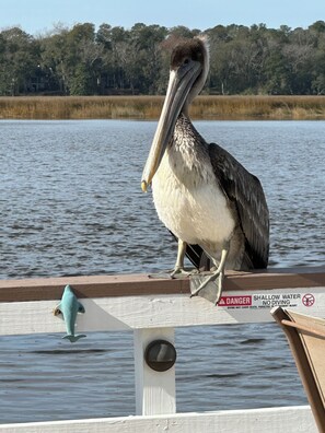 4 bedrooms, desk, iron/ironing board, travel cot - River House at North Charleston, South Carolina (NORTH CHARLESTON)