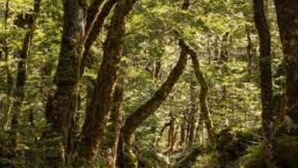 Ein von Bäumen gesäumter Waldweg.