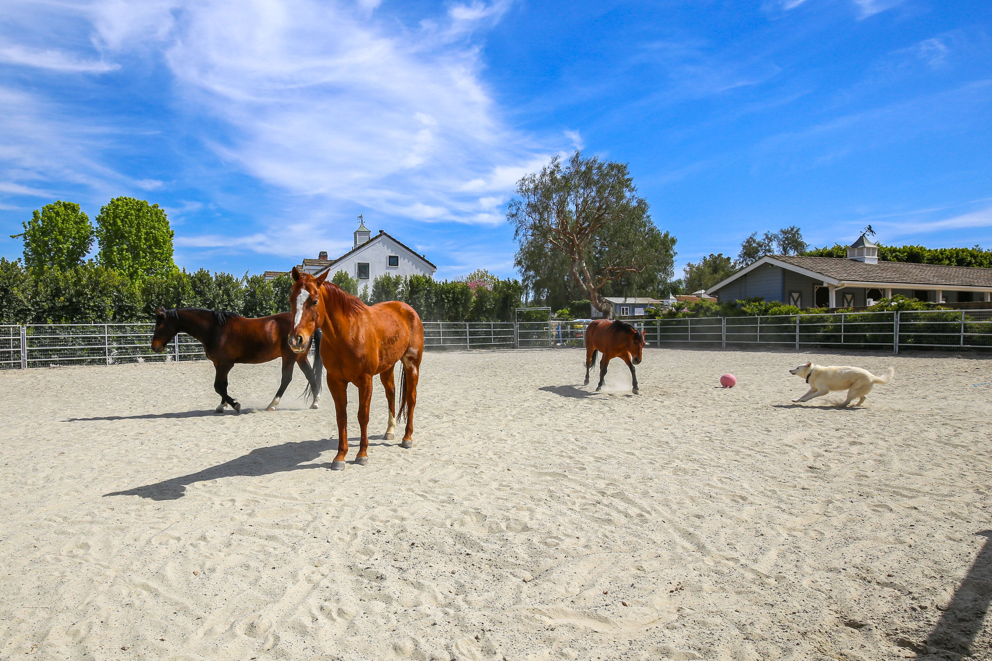 Stunning Home in Orange County w/ Stables!