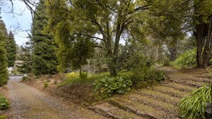 Un sentiero acciottolato in una zona boschiva, con alberi fitti e vegetazione lussureggiante.