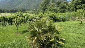 Un campo verde exuberante con una planta similar a palmera en primer plano y una cordillera en el fondo.