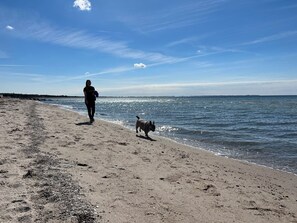 A beach with a person and a dog walking along the shore. - Holiday home on the beach with panoramic view (Store Fuglede)