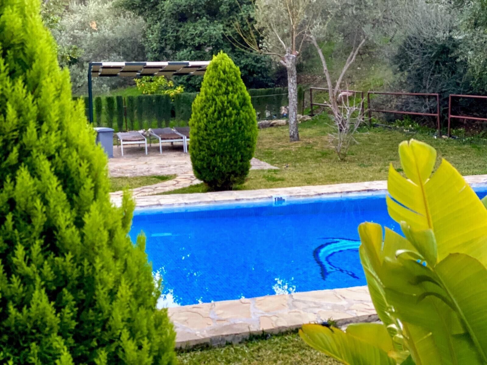 A swimming pool surrounded by greenery, with a stone deck and a pergola in the background.