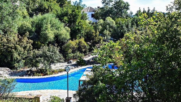 A pool surrounded by lush greenery and a white building in the background.