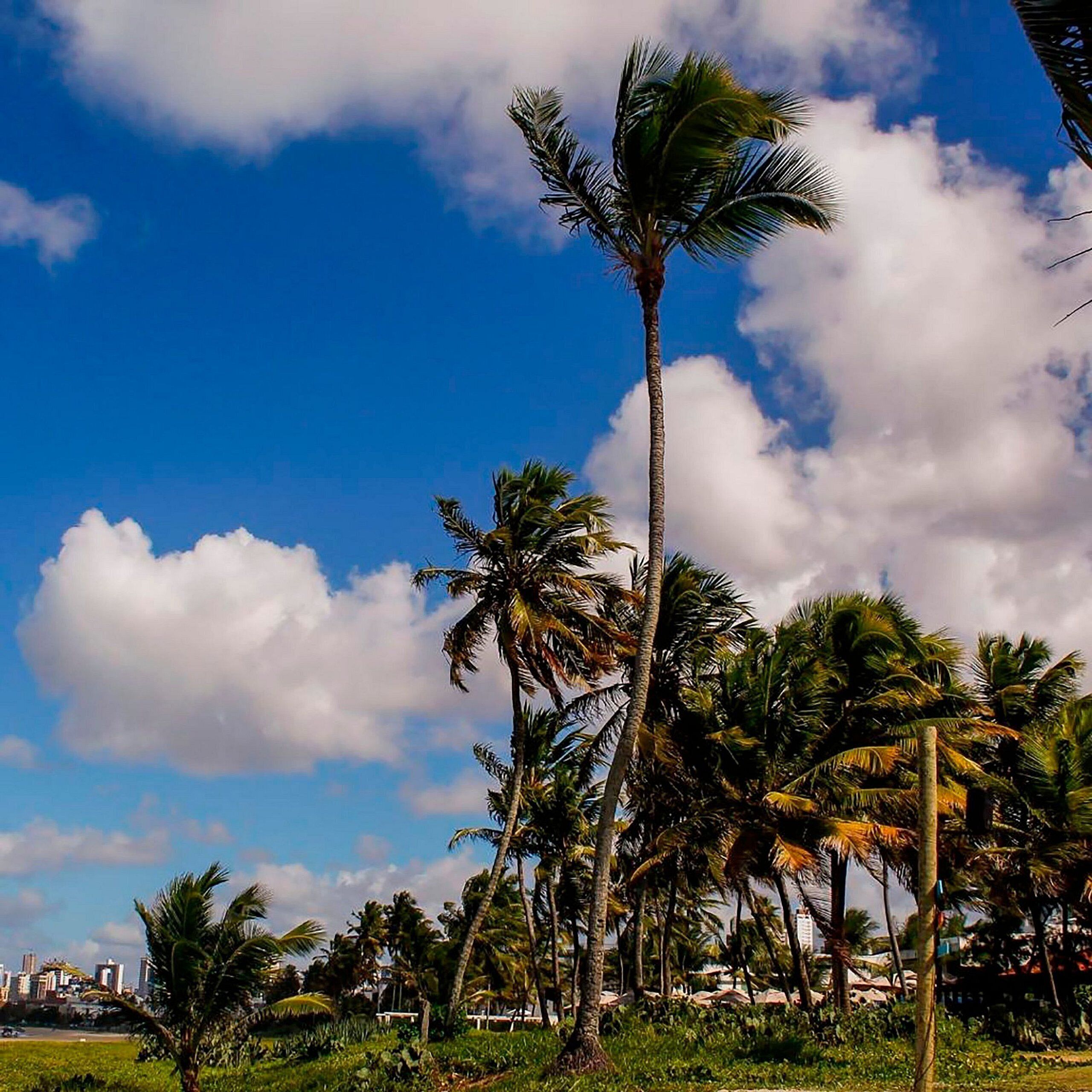 A tall palm tree in a tropical setting with a clear blue sky and scattered clouds.