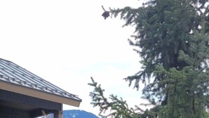 Unclassified image, 4 of 30, button - Whistler Village & Mountain View Condo (Whistler)
