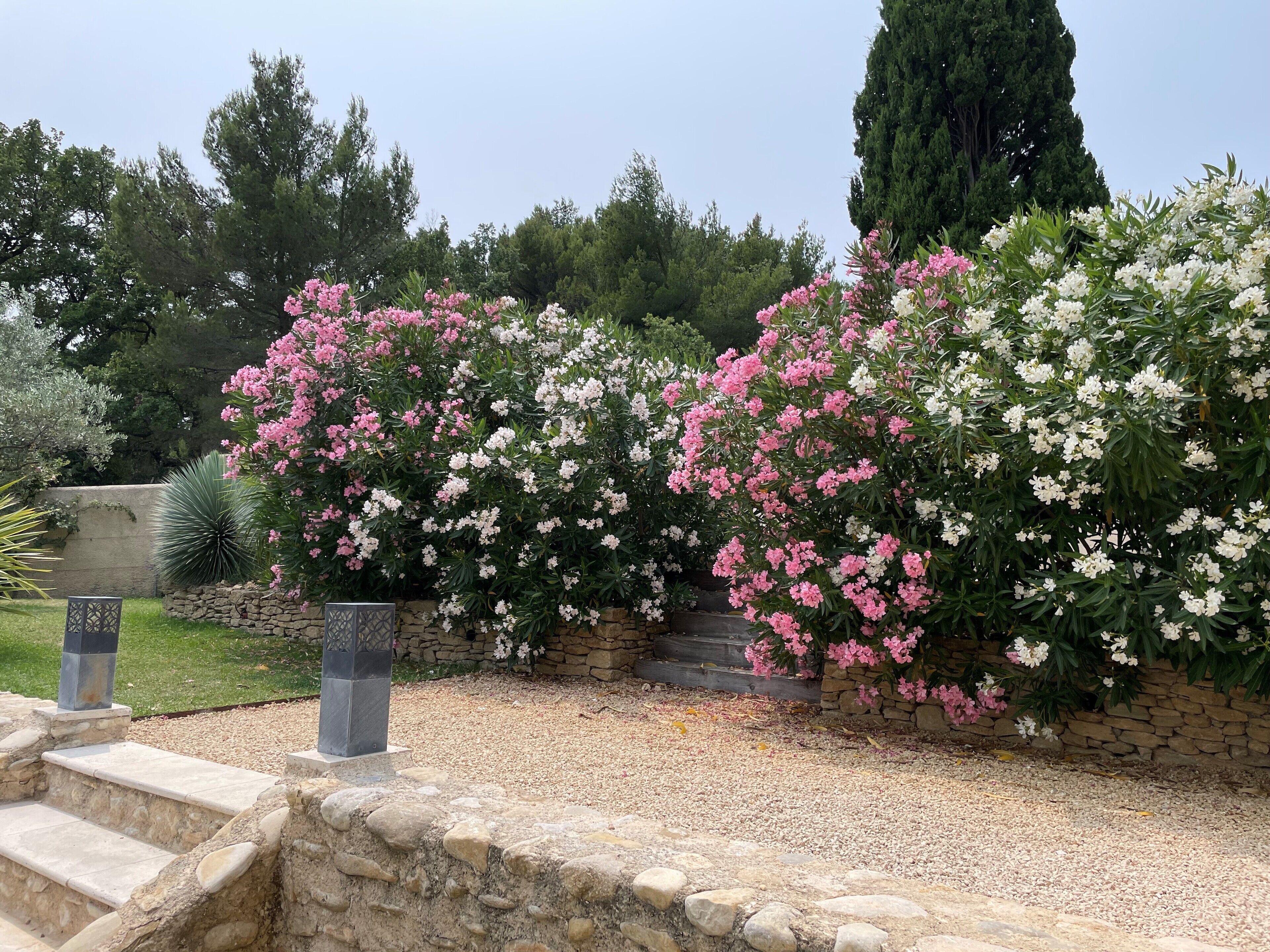 A garden with flowering shrubs and a stone wall.