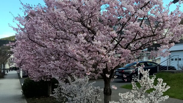 Ein Kirschbaum mit rosa Blüten in einem Park.