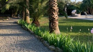 Ein Kiesweg, gesäumt von Palmen und üppigem Grün, führt zu einem Sitzbereich mit Tisch und Stühlen.