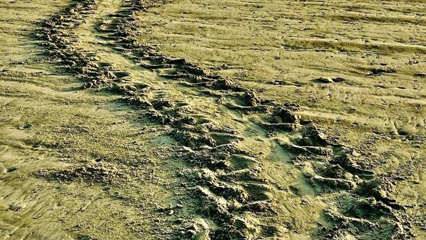 Una spiaggia sabbiosa con un sentiero curvo che conduce verso l'oceano.