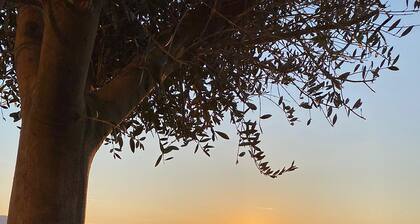 Belvedere Hotel & SPA