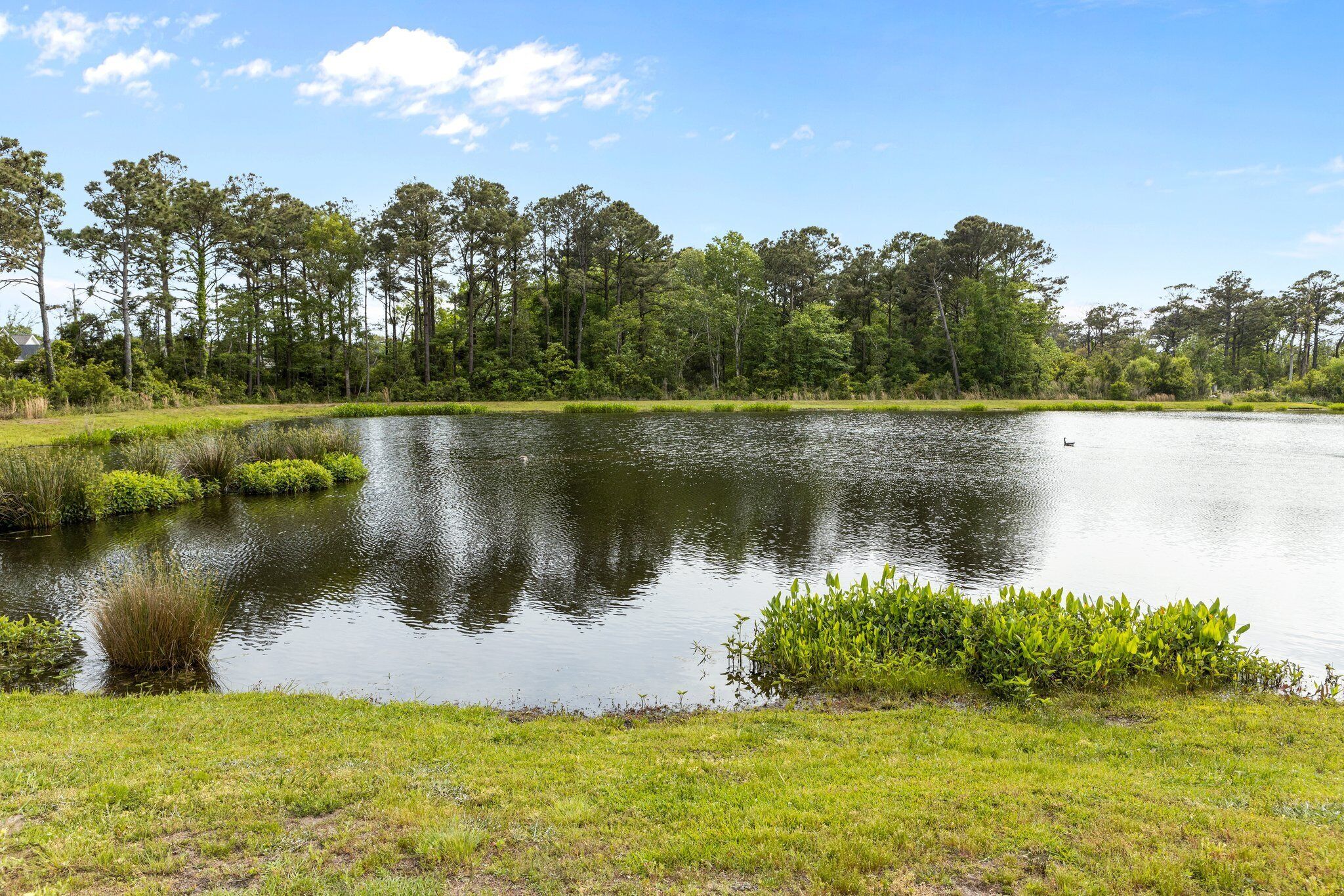 A tranquil lake surrounded by lush greenery and tall trees.