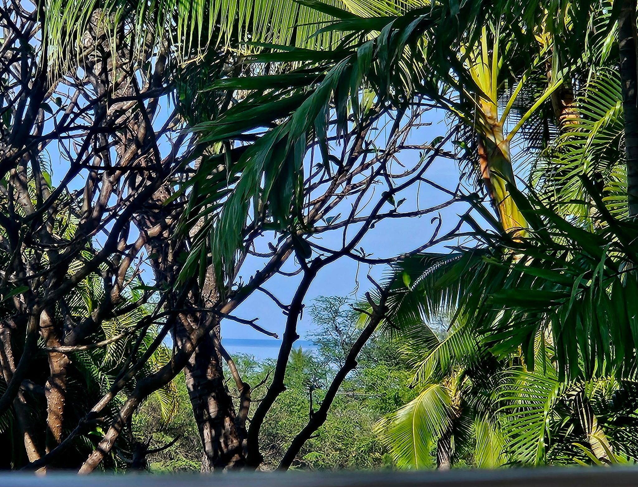 Un groupe d’arbres denses, avec un ciel dégagé en arrière-plan.